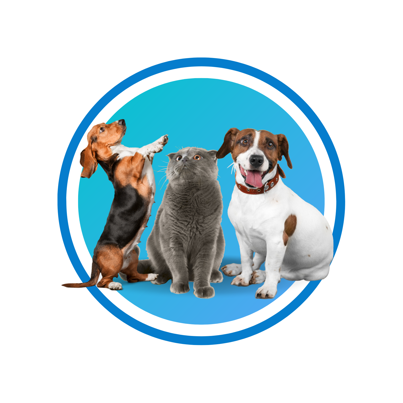 Mascotas